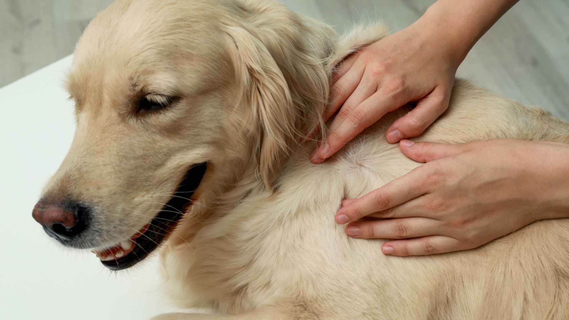 Protect Your Dog from Tick Bites