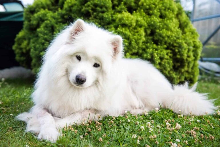 Samoyeds