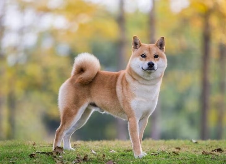 Shiba-Inu