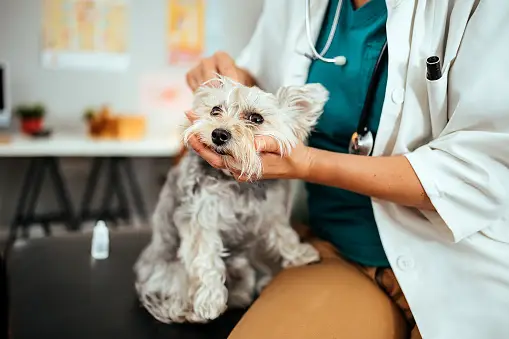 Signs of a Healthy Dog