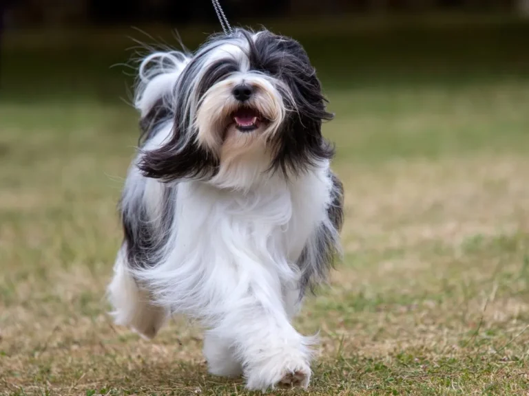 Tibetan Terrier