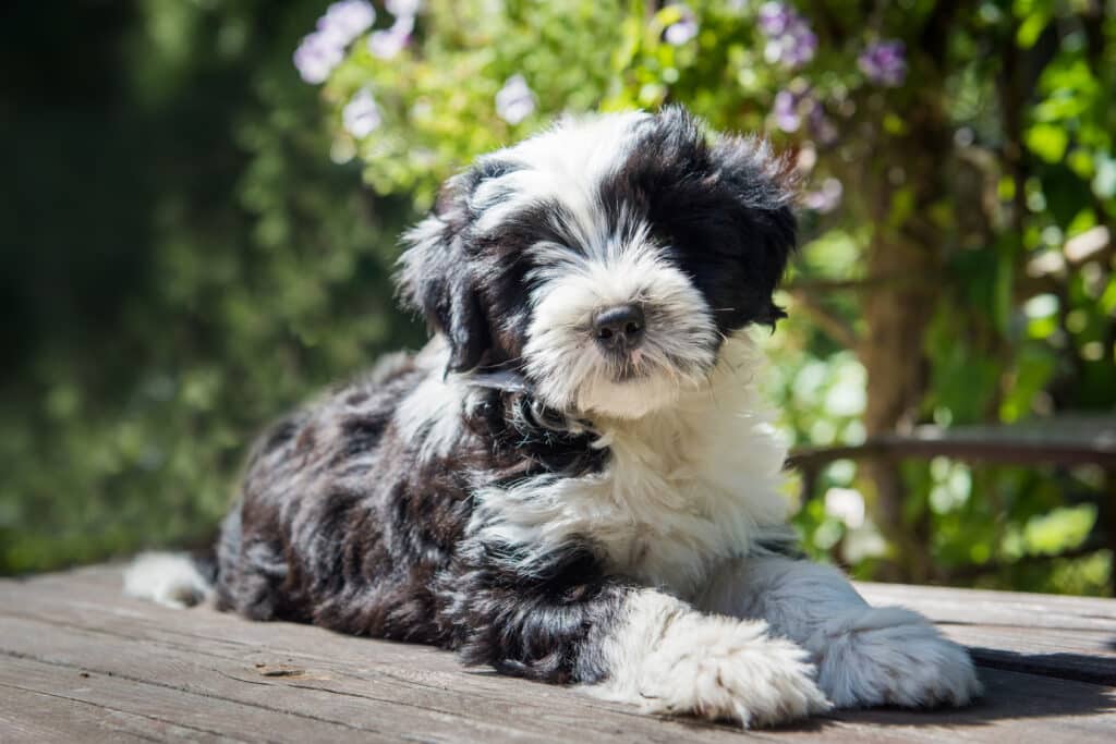 Tibetan Terrier 
