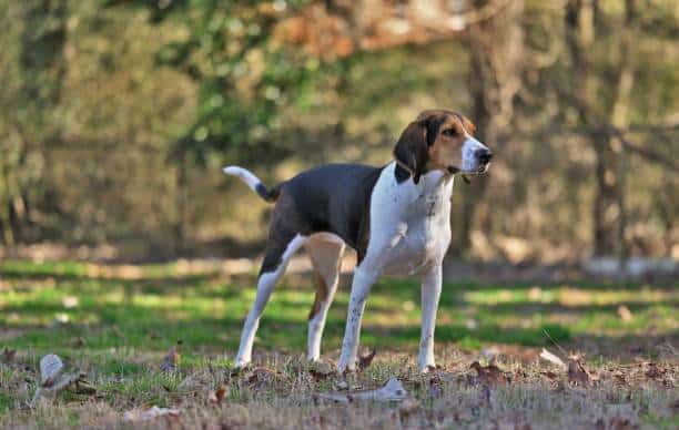 Treeing Walker Coonhounds