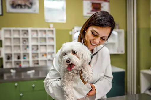 Vet Check-ups for Dogs