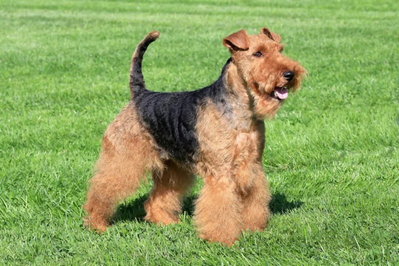 Welsh Terriers