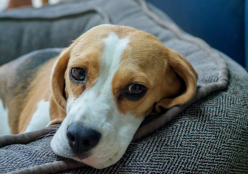 common dog illnesses