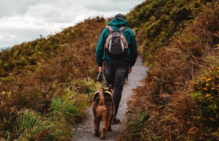 hiking with your dog