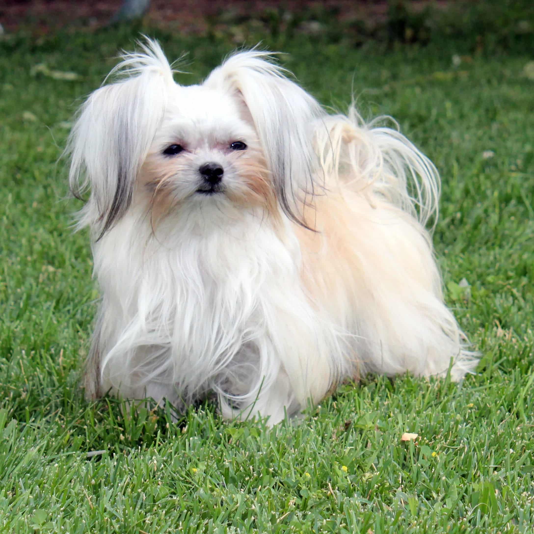 Mi-Ki dog breed