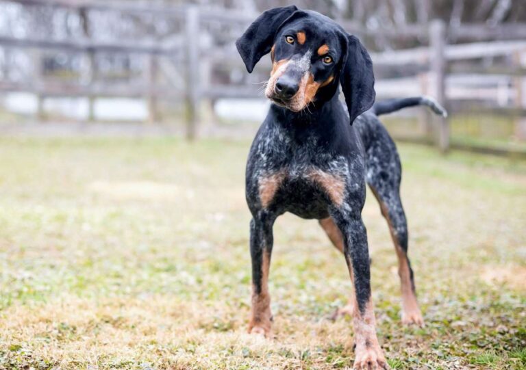 Bluetick Coonhounds