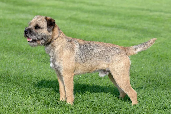 Border Terriers