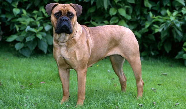 Bullmastiffs Dog Breed Information & Characteristics