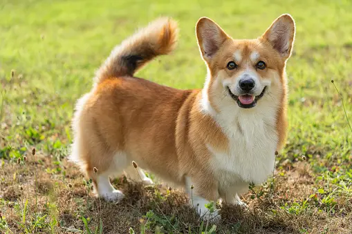 Cardigan Welsh Corgi