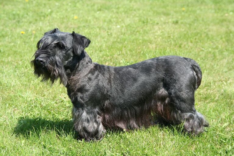 Cesky Terriers