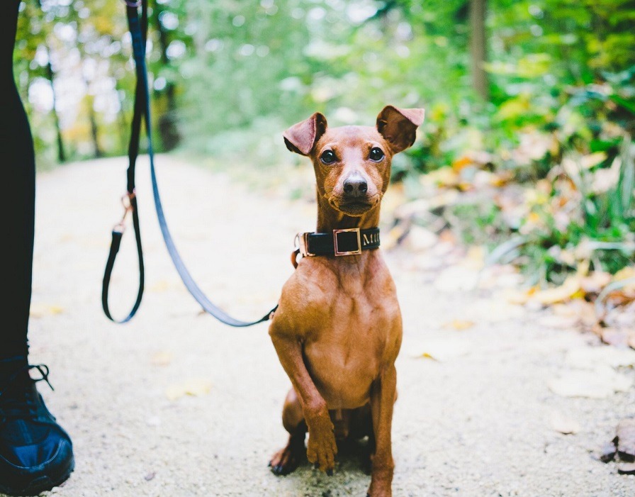 Dog Training Collars