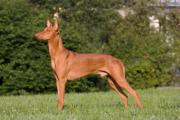 Pharaoh Hounds