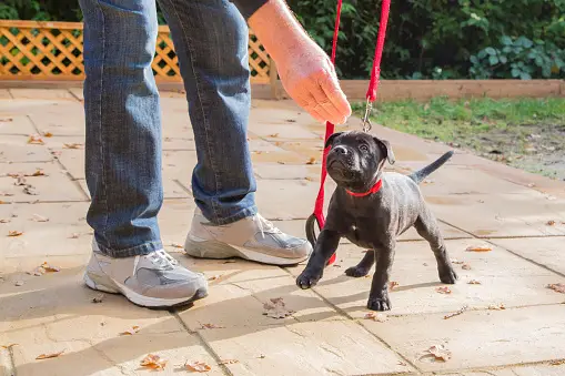 Puppy Training Basics