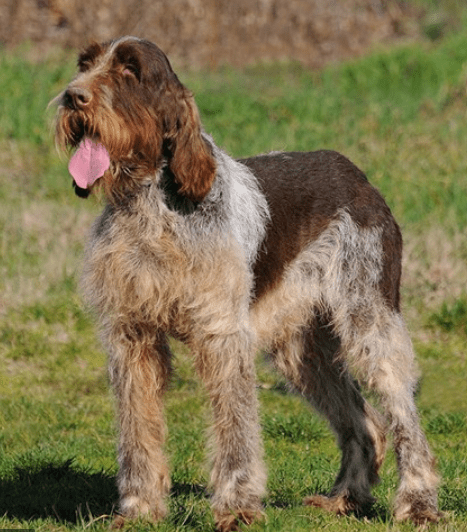 Spinone Italiano