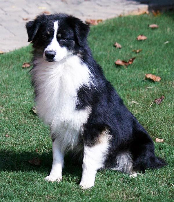 Australian Shepherd Black and White