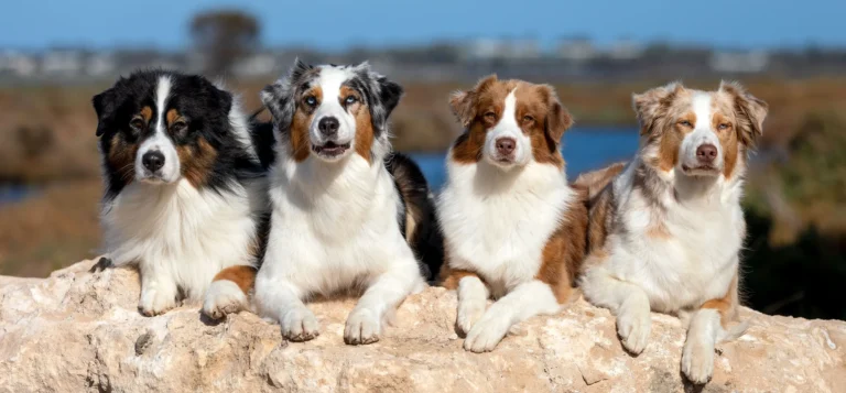 Australian Shepherd Colors