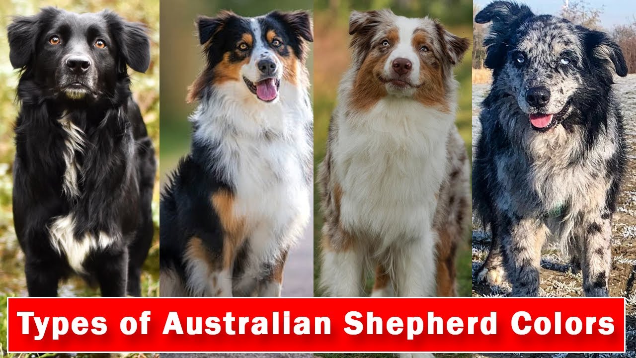 Australian Shepherd Colors mix