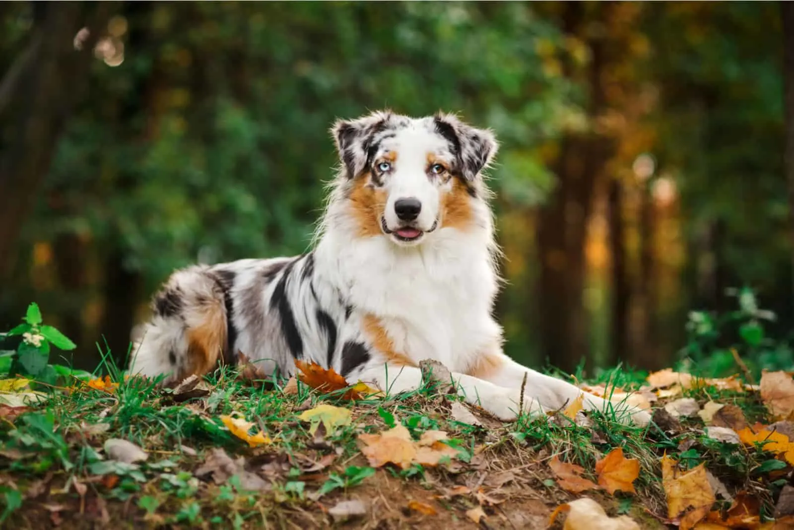 Australian Shepherd Colors unique