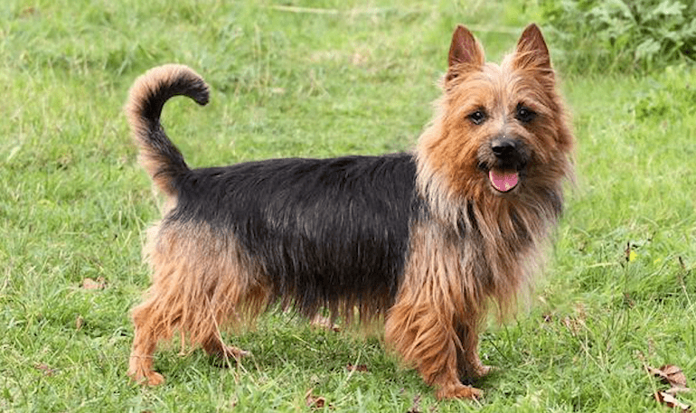 Australian Terriers