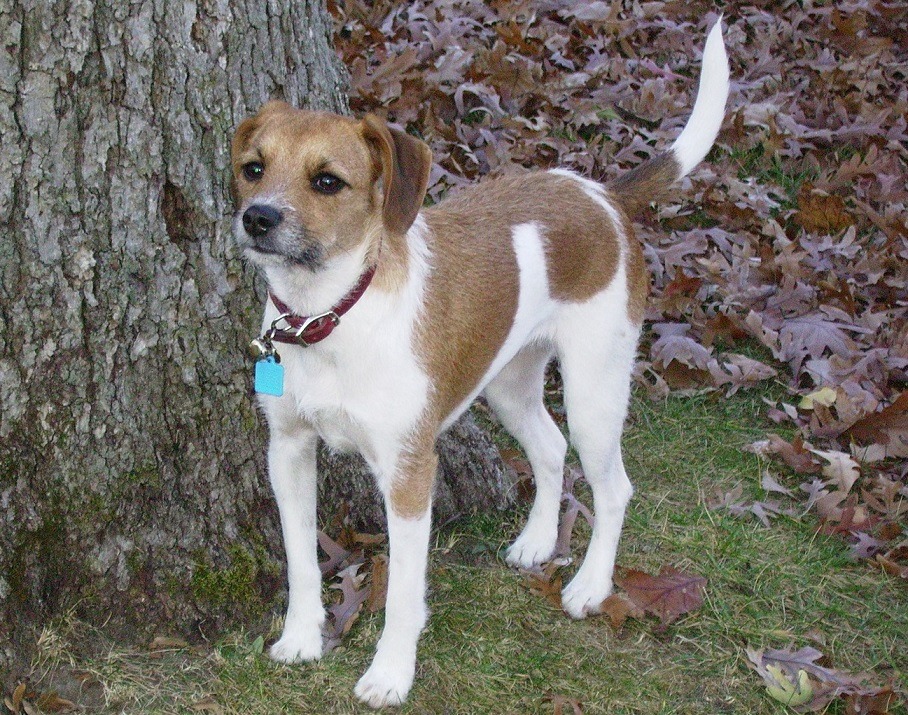 Beagle Jack Russell Mix