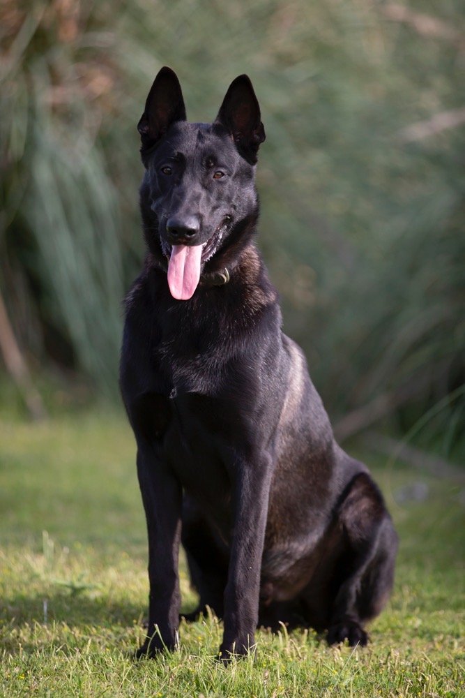 Belgian Malinois Black dog