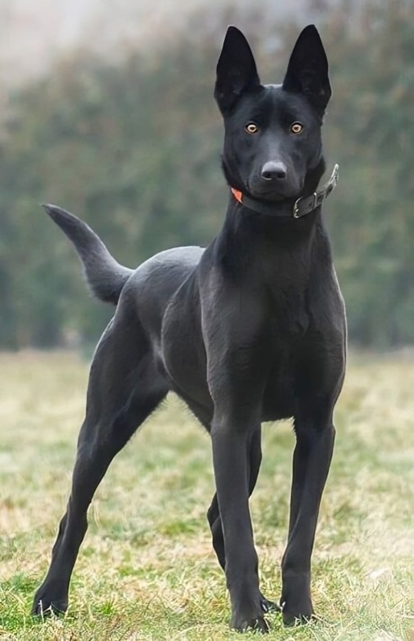 Belgian Malinois Black