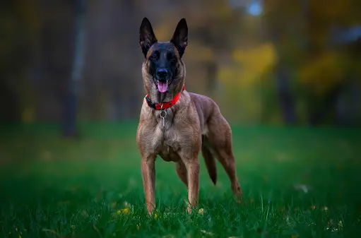 Belgian Malinois Pronunciation