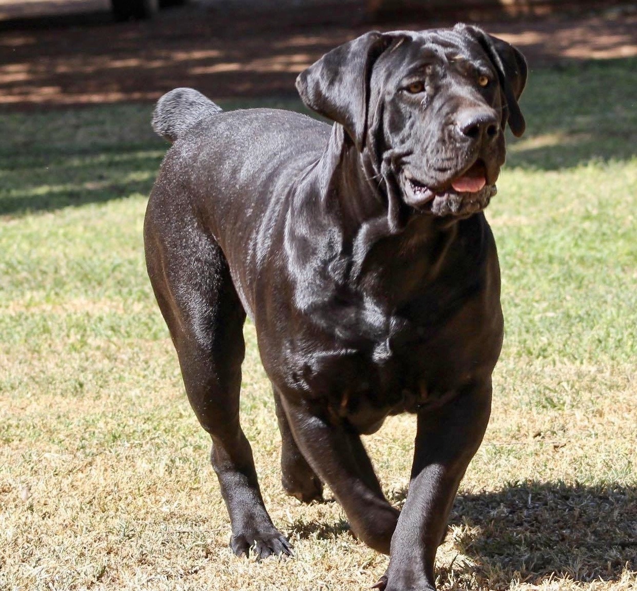 Black Boerboel