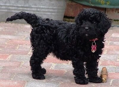 Black Cavapoo
