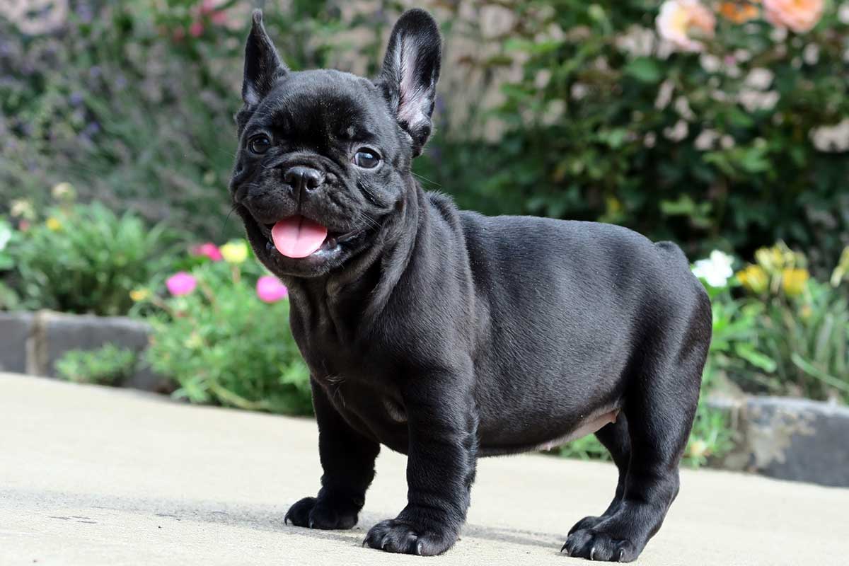 Black French Bulldog