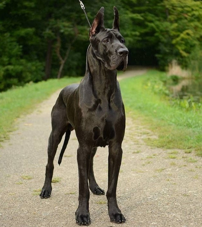 Black Great Dane