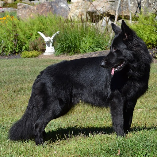 Black Long-Haired German Shepherds: Traits and Care Tips
