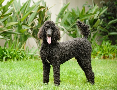 Black Standard Poodle