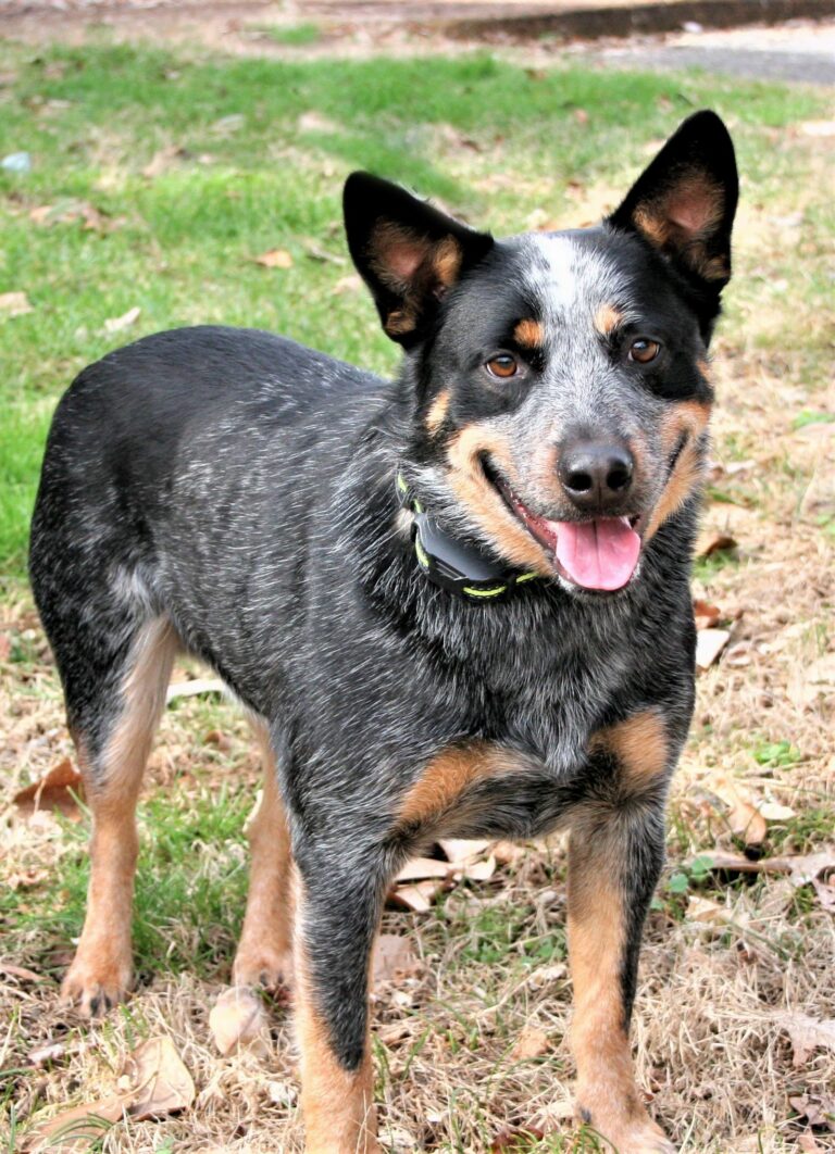 Blue Heeler Rottweiler Mix