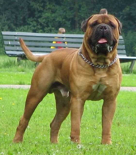 Boxer Mix Mastiff