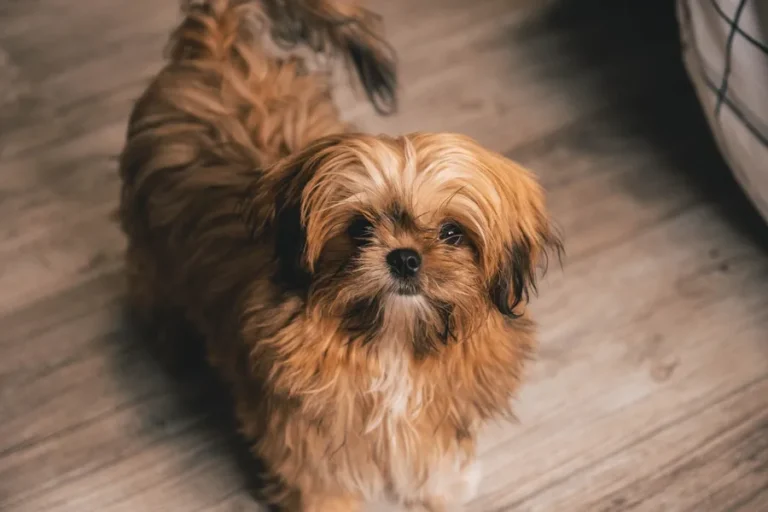 Brown Shih Tzu