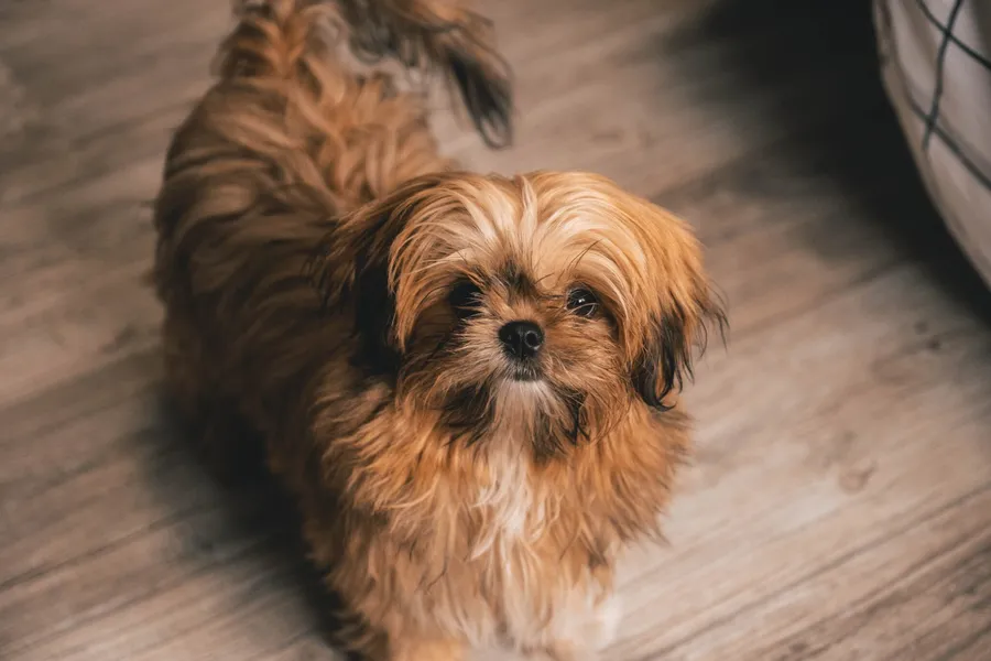 Brown Shih Tzu