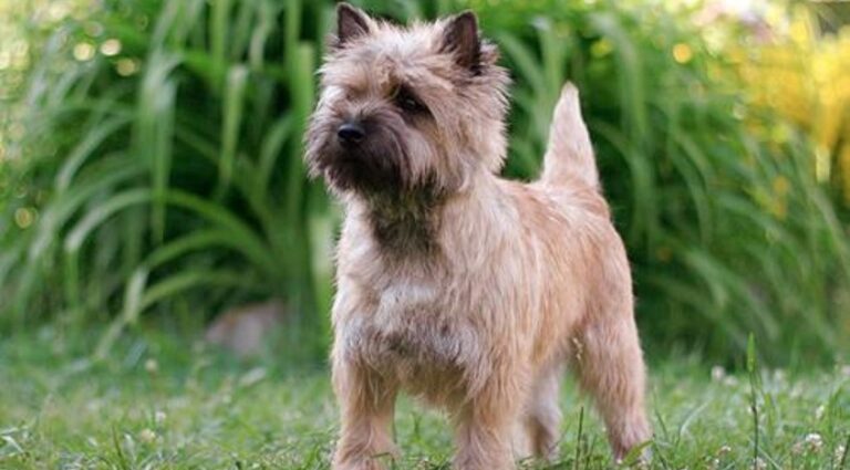 Cairn Terriers: