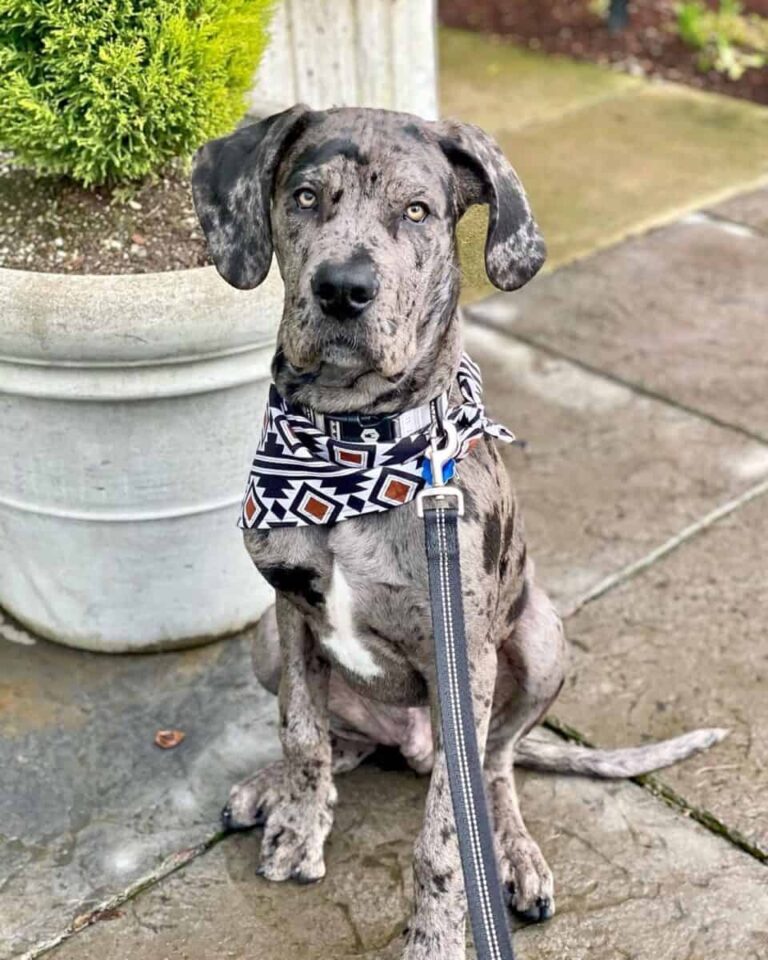 Cane Corso Great Dane Mix