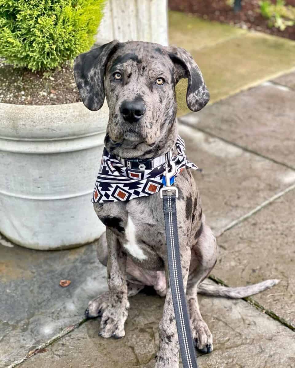 Cane Corso Great Dane Mix