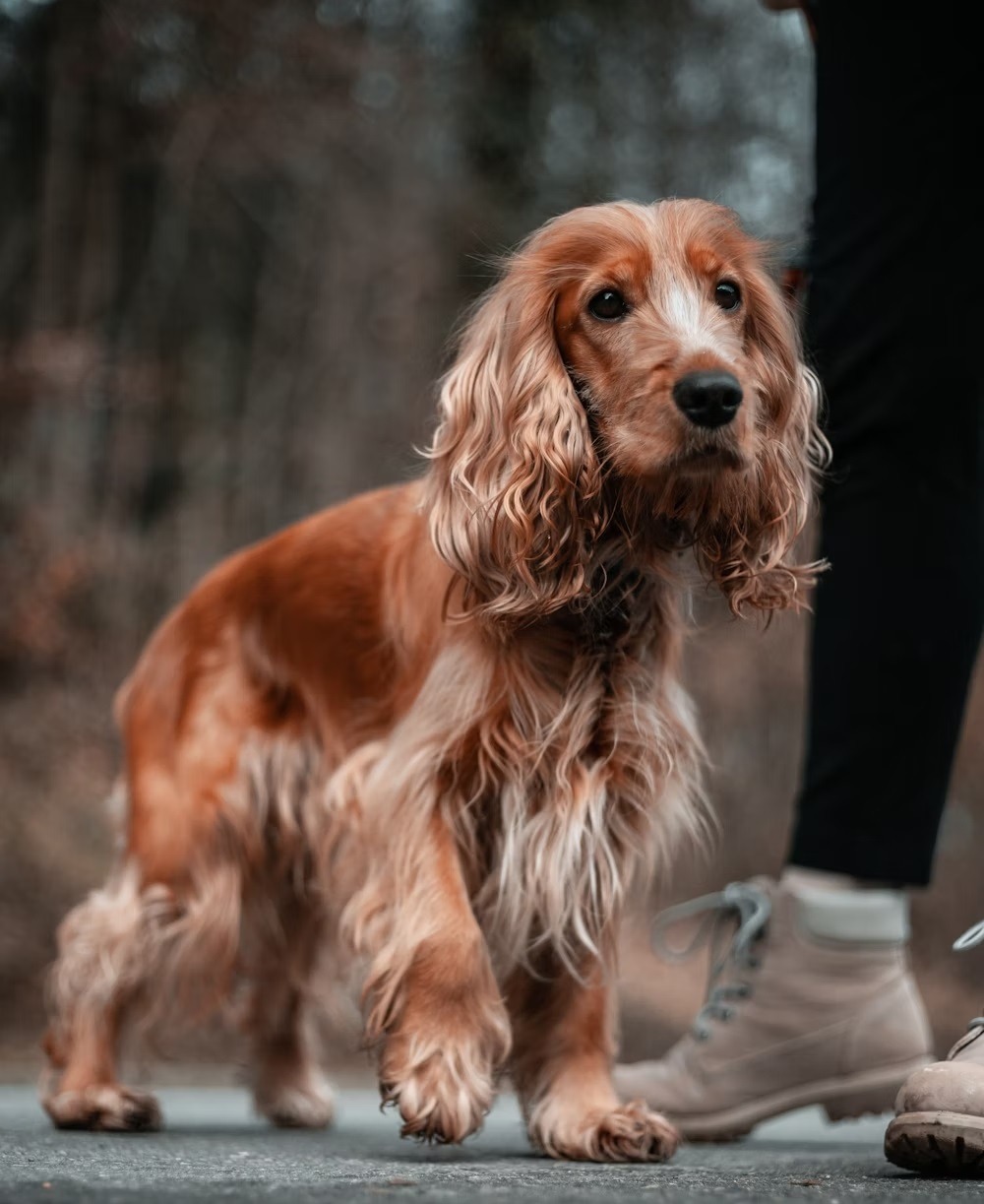 Cocker Spaniels