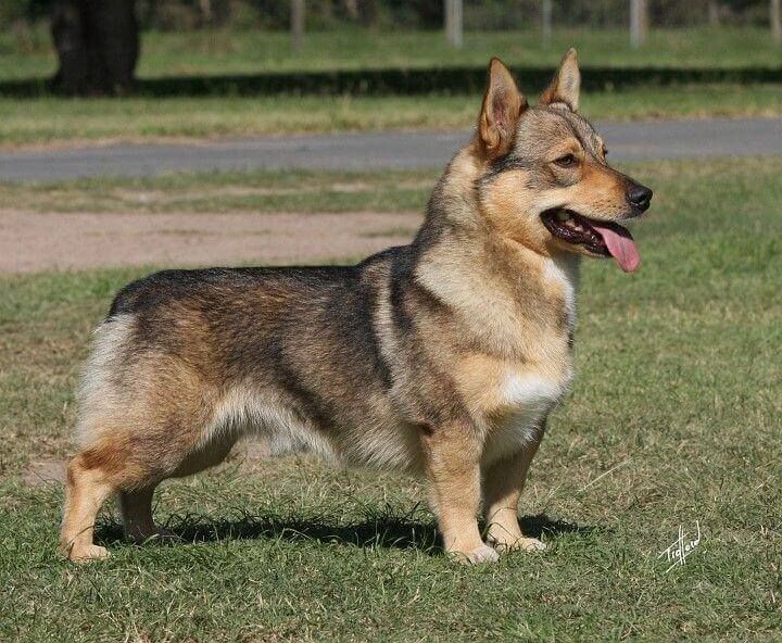 Corgi German Shepherd Mix
