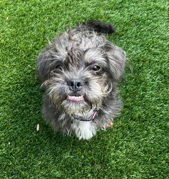 French Bulldog Poodle