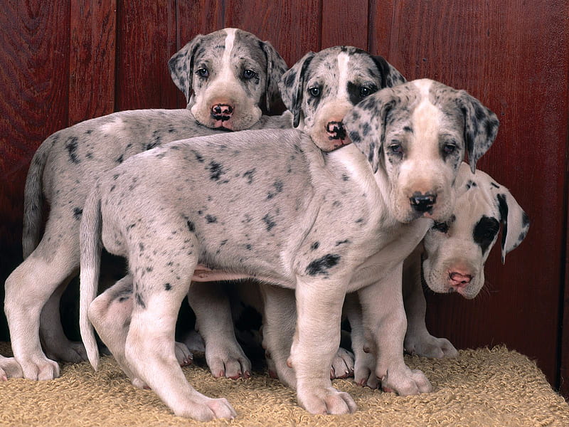 Harlequin Great Dane Puppies picture