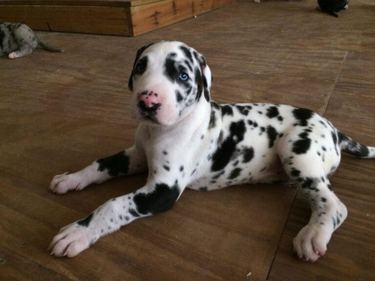 Harlequin Great Dane Puppies