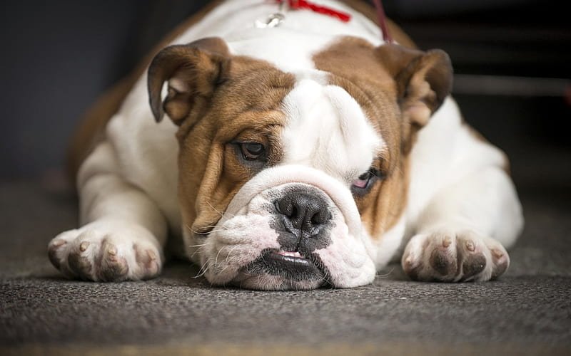 How Long Does a Bull Dog Live