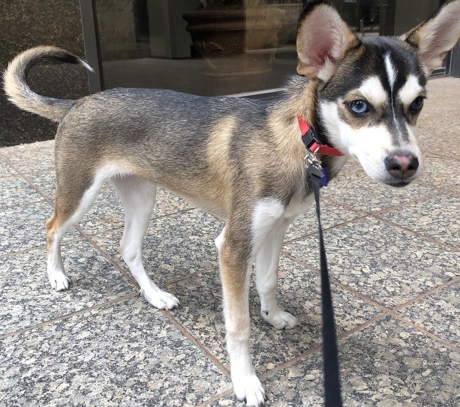 Husky Chihuahua mix dog breed